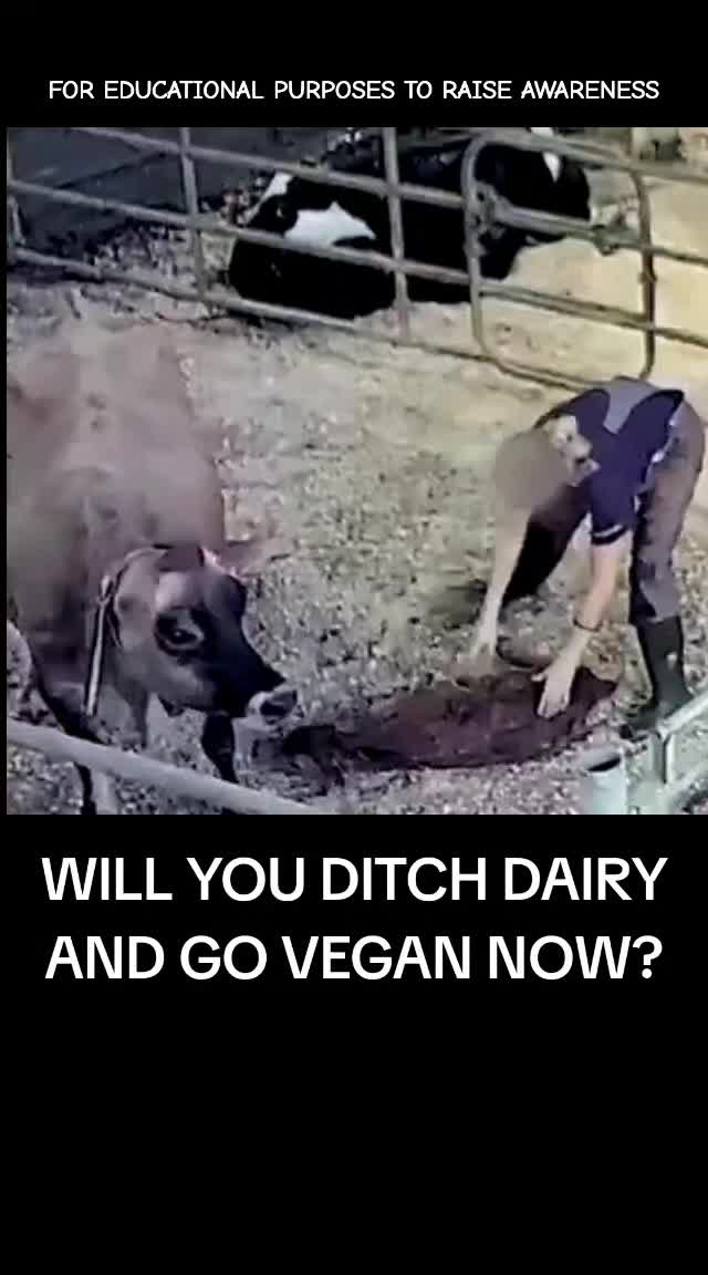 @Khaby Go Vegan