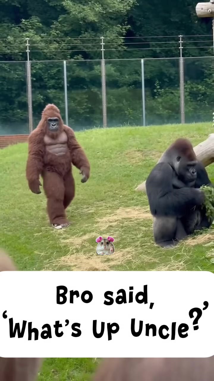@VEILCLIPZ