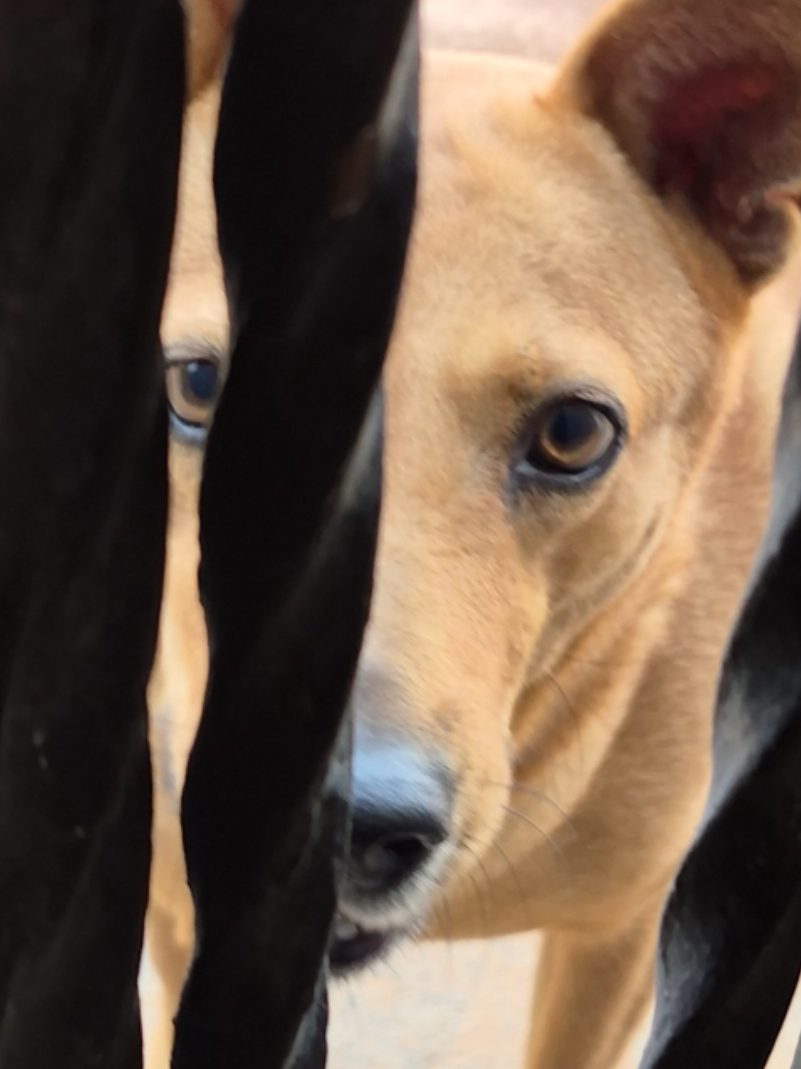 @Bimba/Nikita/Bruno🦴🐕