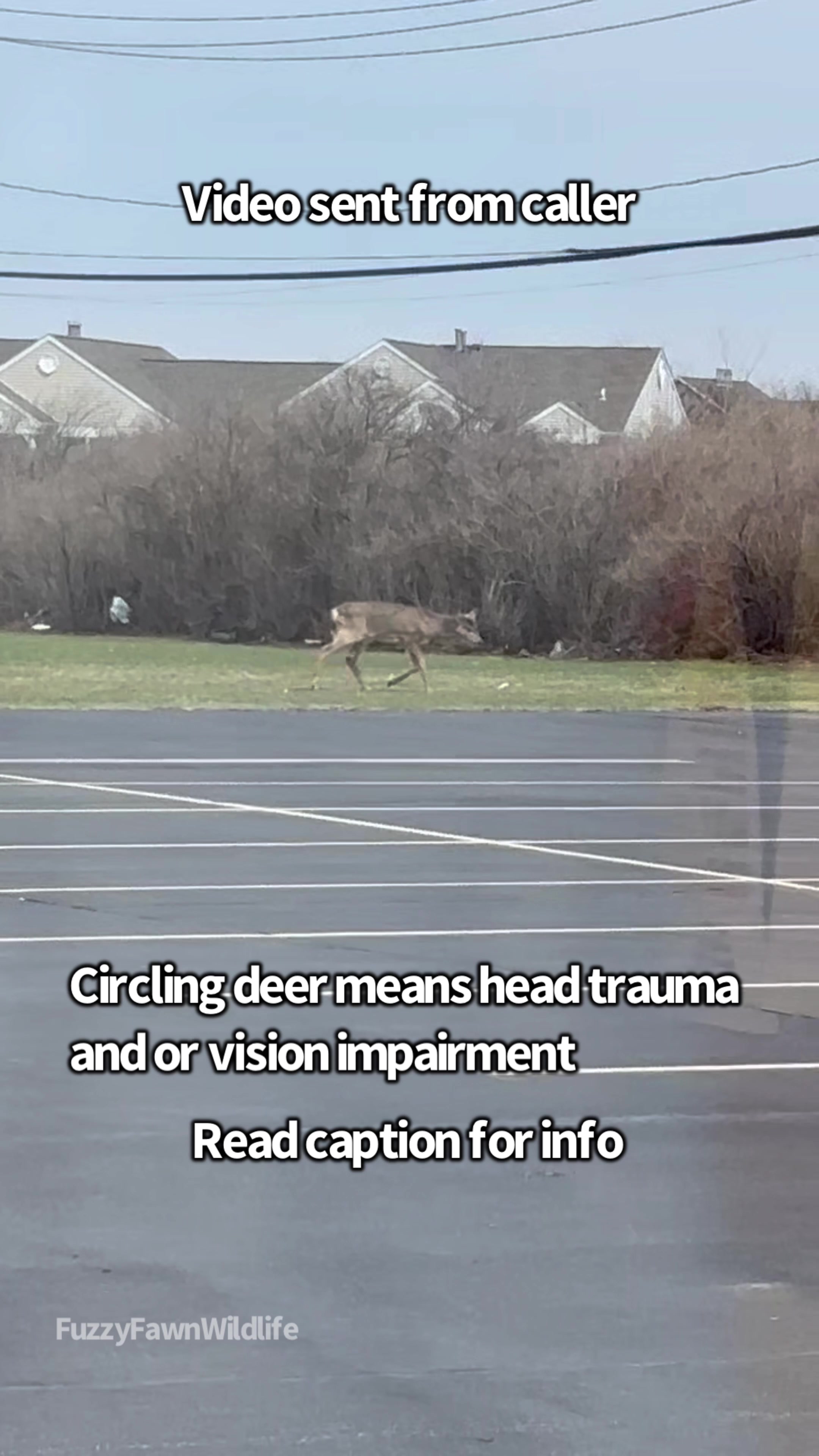 @Fuzzy Fawn Wildlife