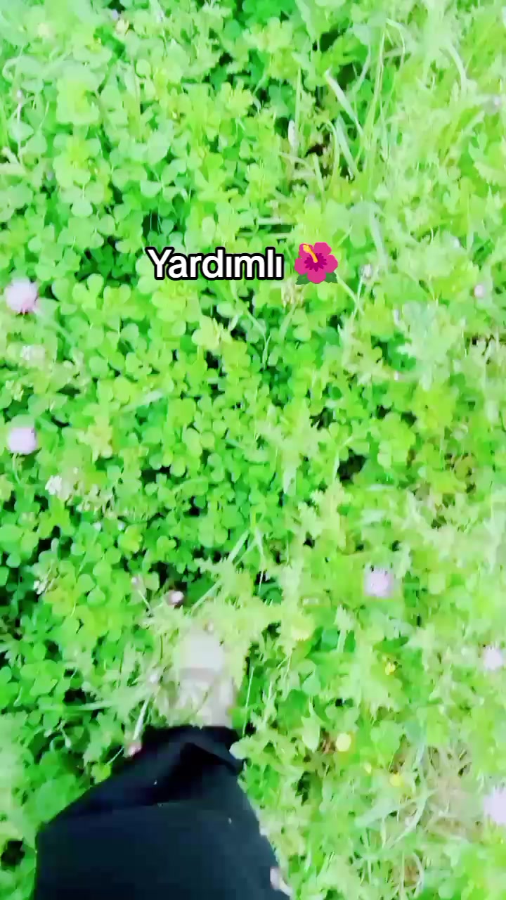 @shemsamanova
