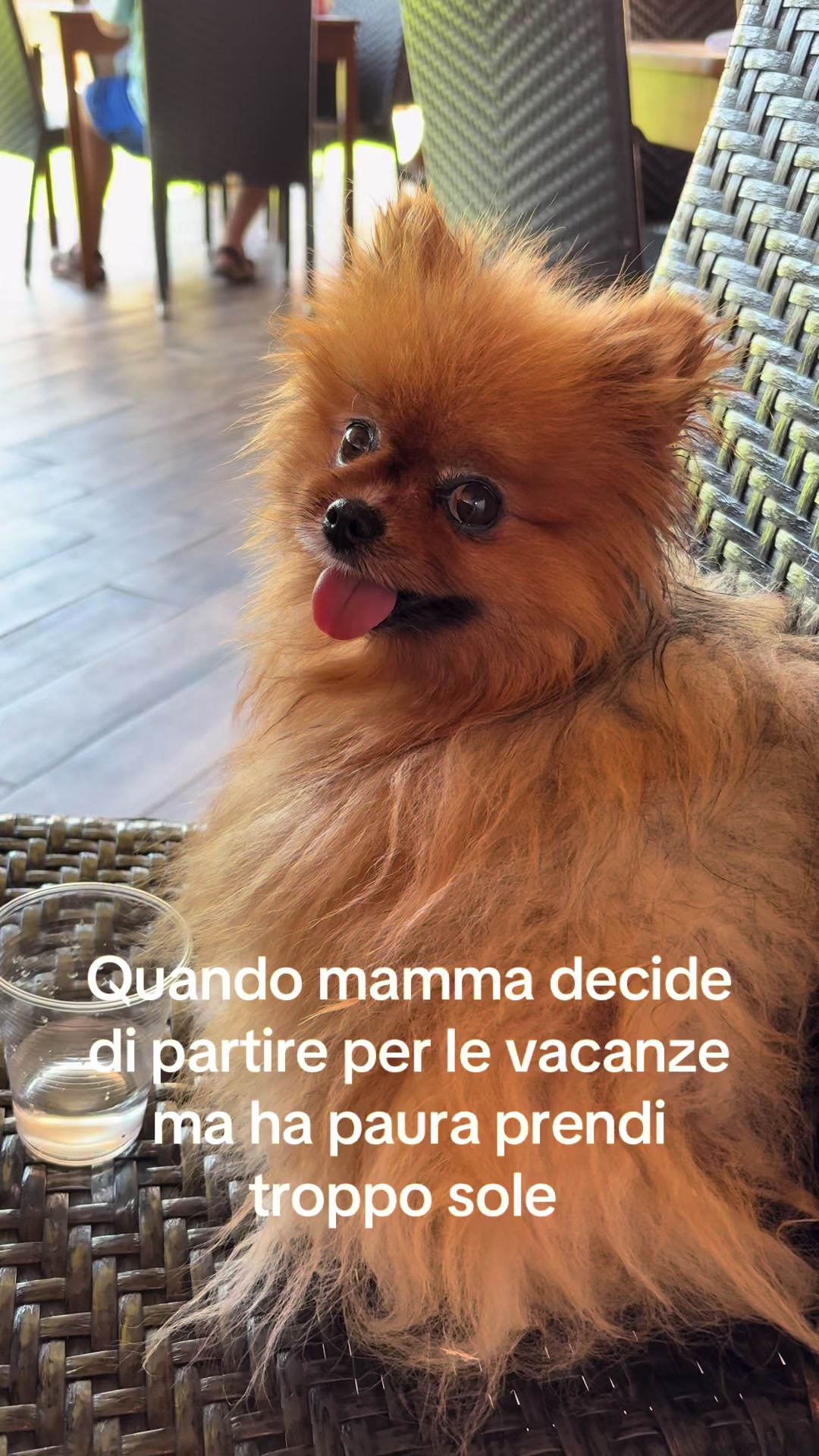 @Flamy Pomerania