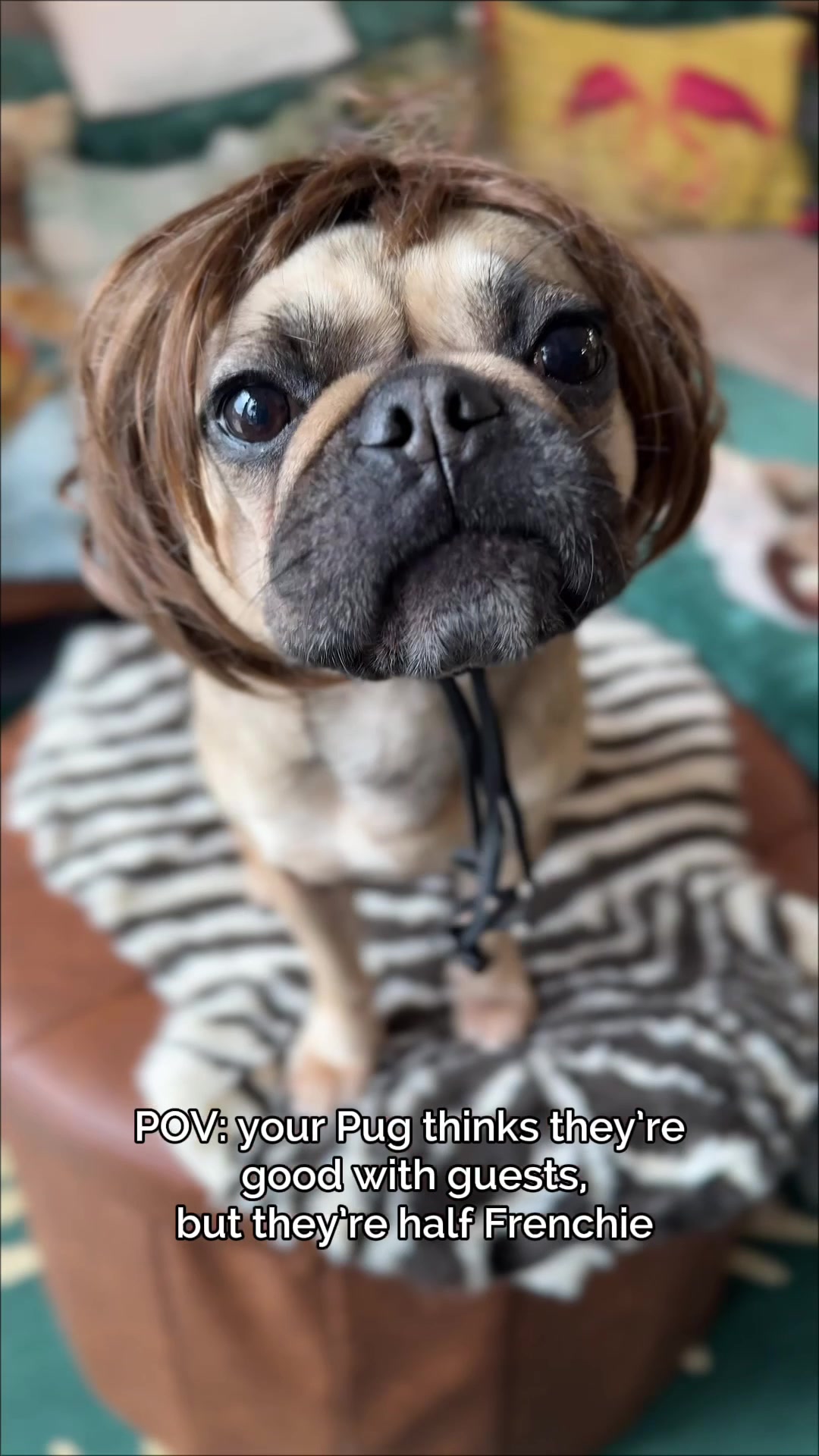 @ChilliThePug