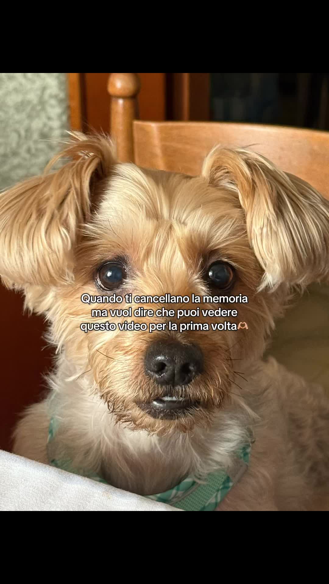 @deboramerighi