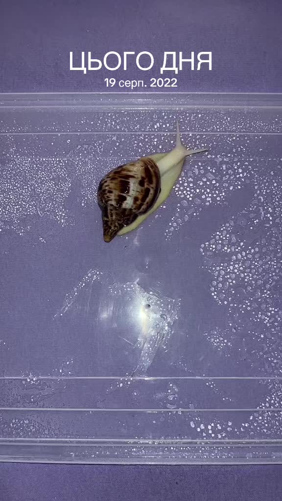 @_.v_snail_v._