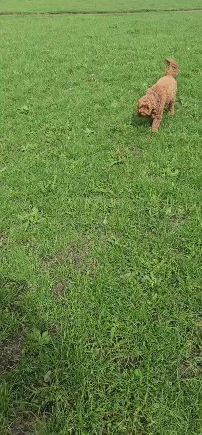 @❤️❤️ Billy & Milo ❤️❤️🐾🐾