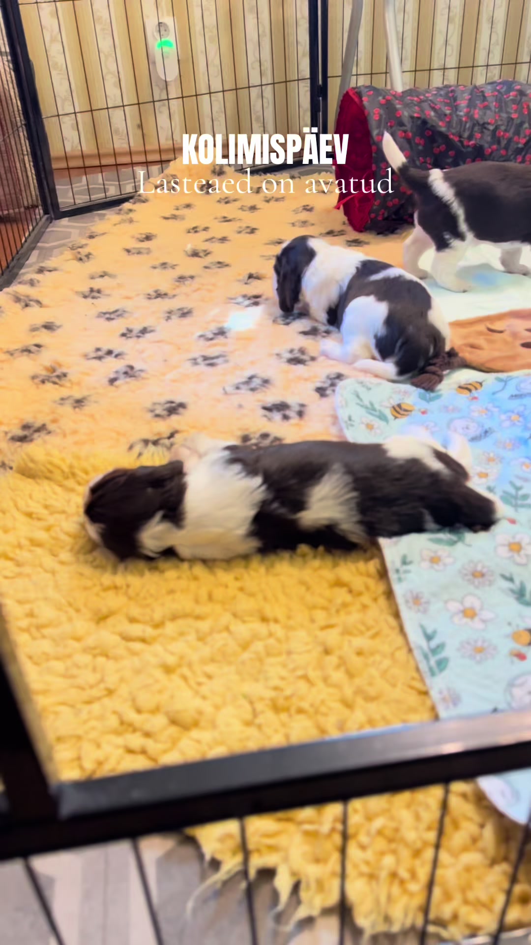 @Zuzu | &co.