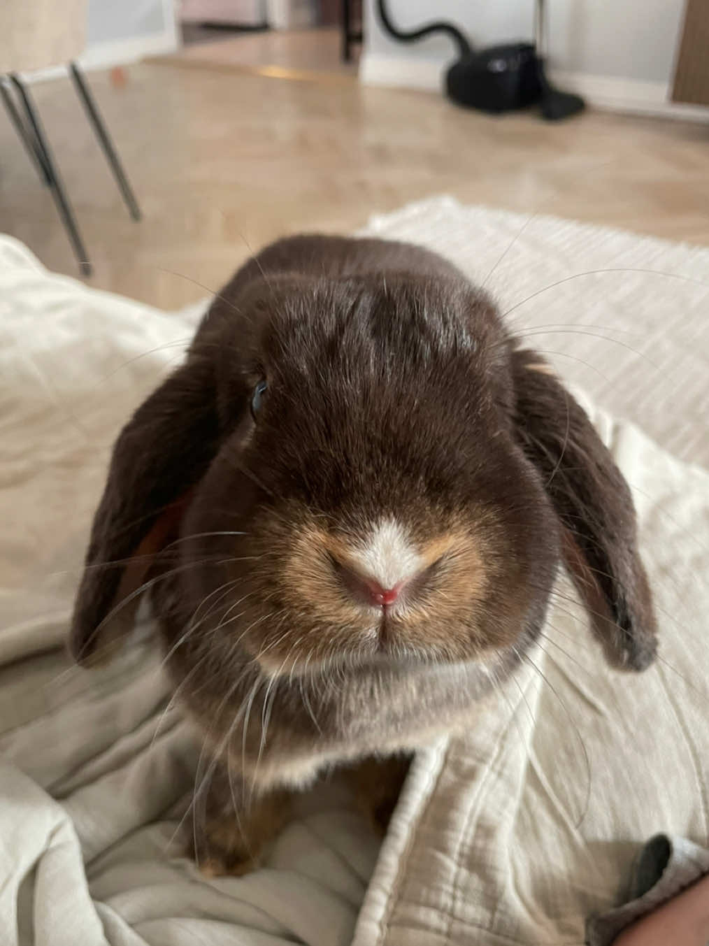 @Tiny bunny Arwen ✨