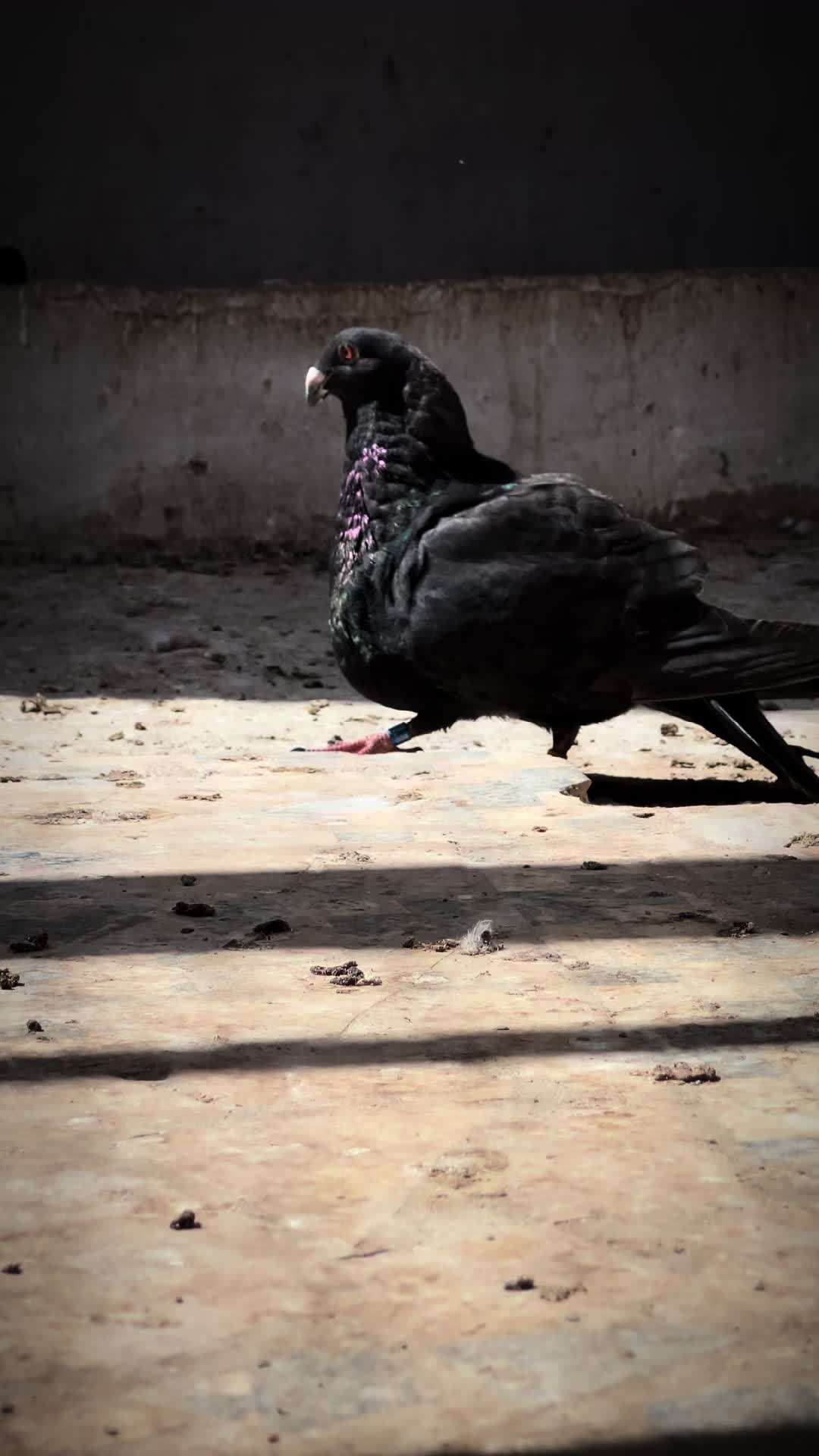 @DAME CISS🕊️🇸🇳