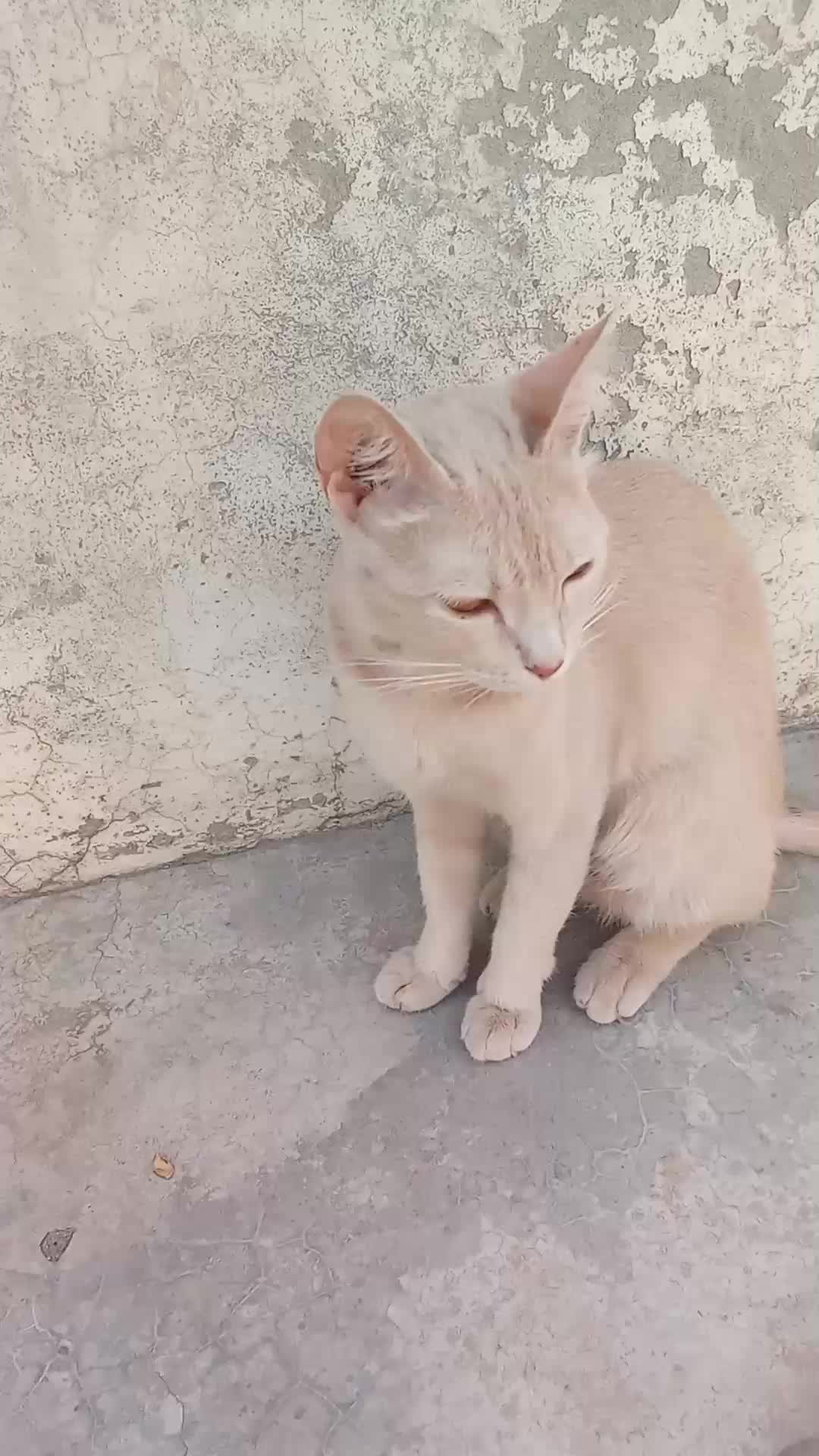 @cutecatlover8172