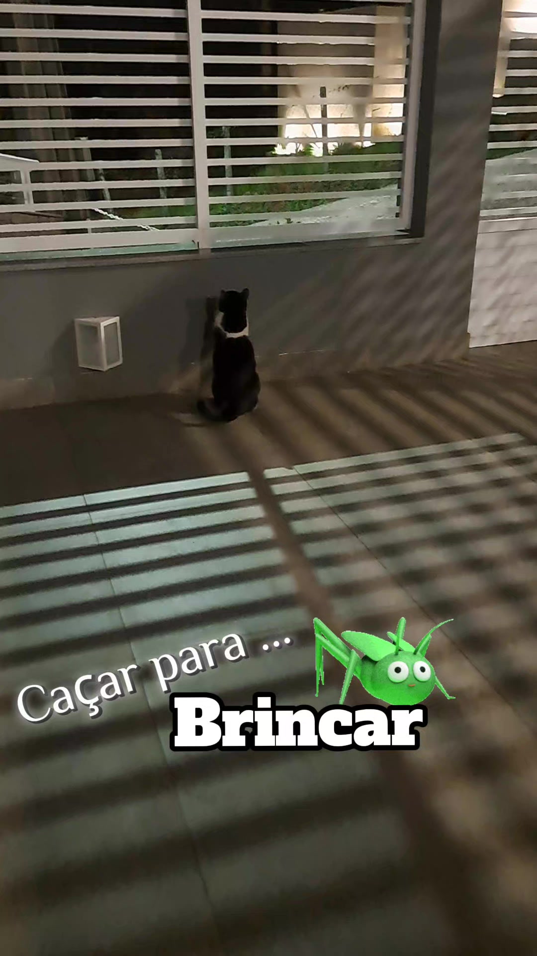 @gato.JIMMY.cat