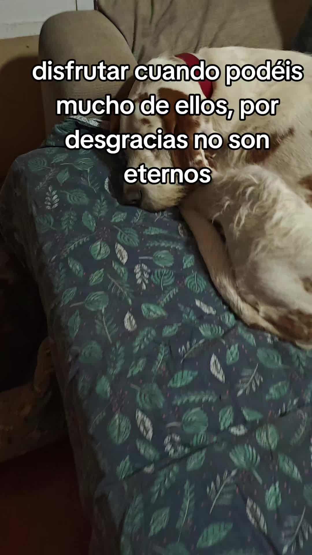 @Lamanadademontse