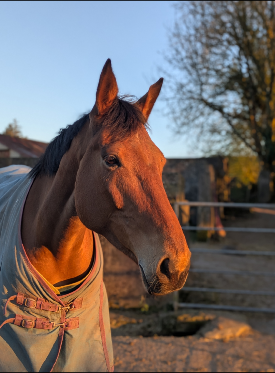 @irishsporthorses