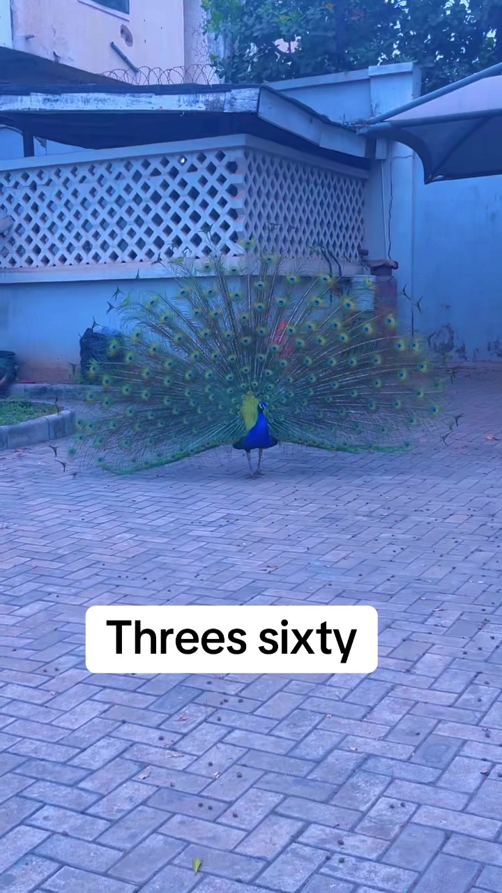 @Dayyeba