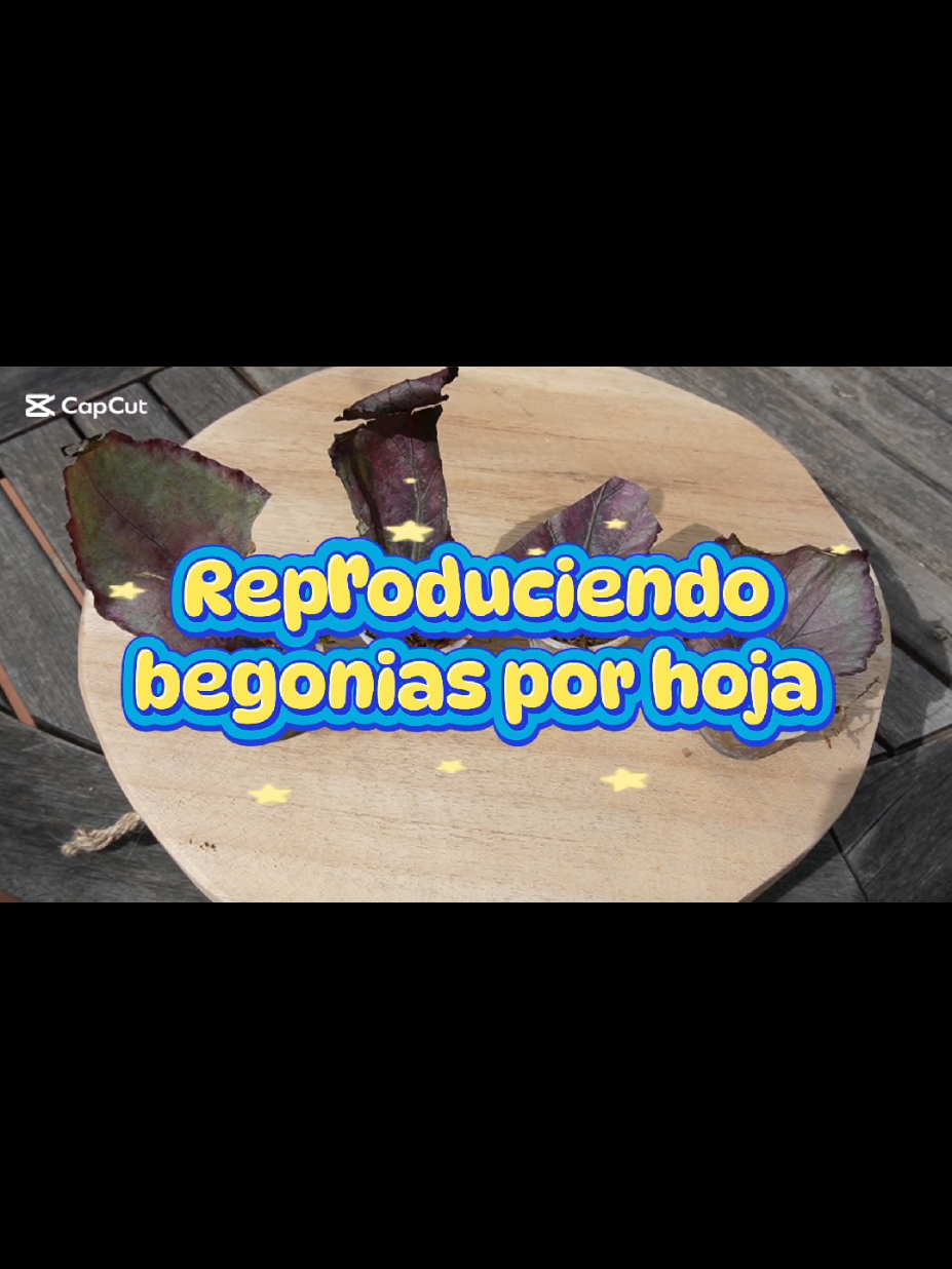 @𝑴𝒊 𝒑𝒂𝒕𝒊𝒐𝒉𝒖𝒆𝒓𝒕𝒐
