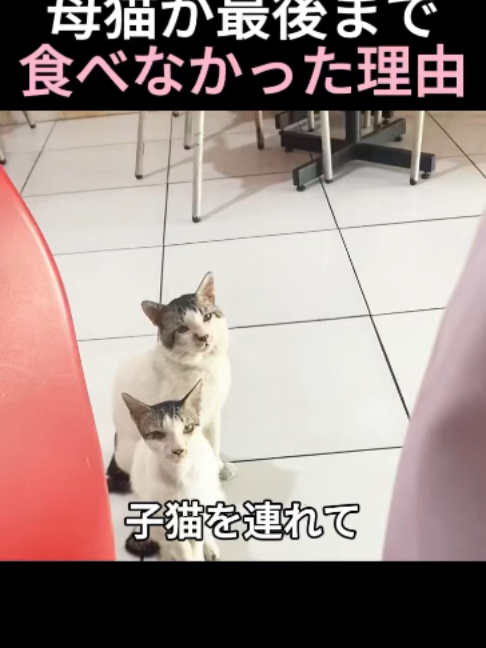 @5qpjptro