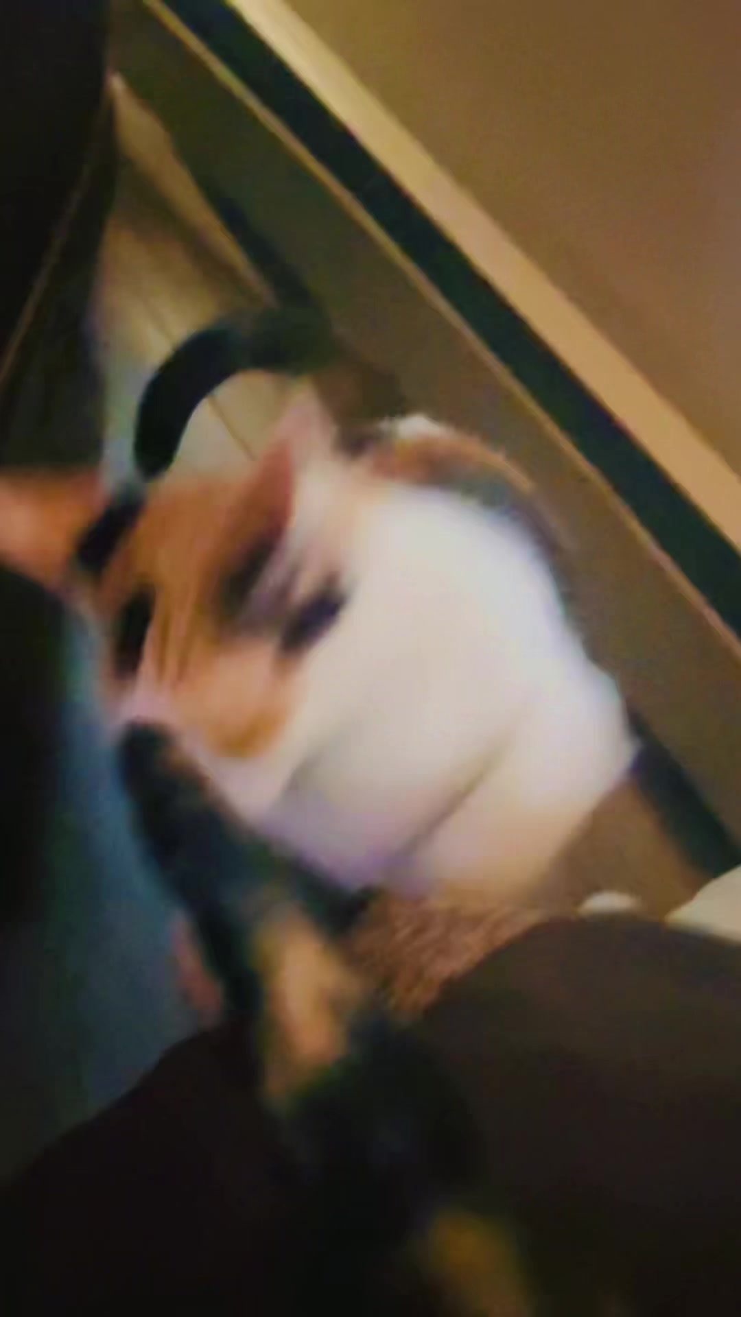 @pantherthecat_28