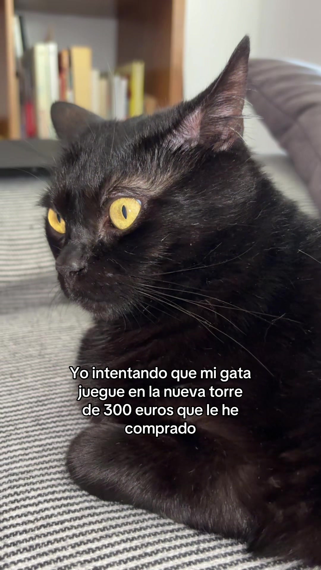 @BlackCatsMatter