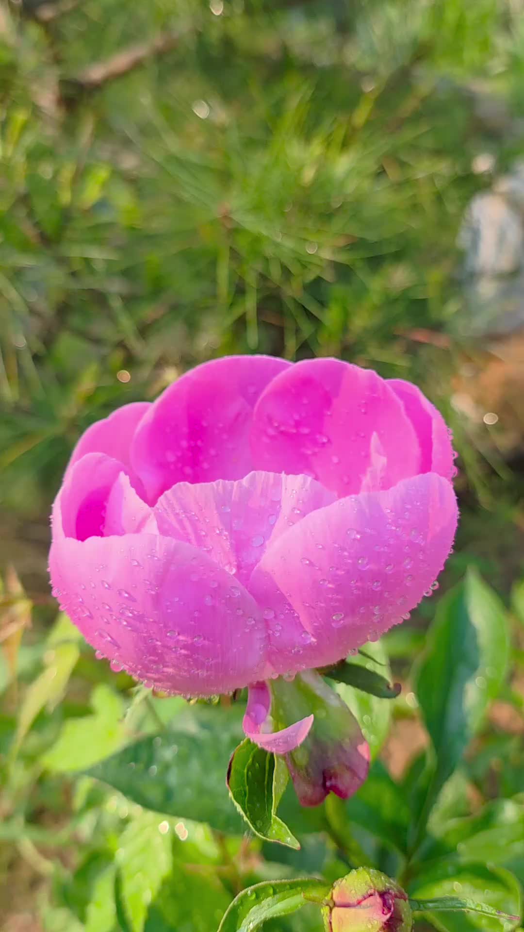 @유튜브 "정선사람들" 안용현