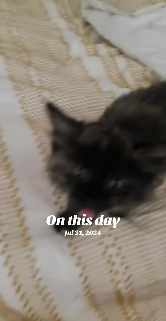 @TheQuirkyDonut