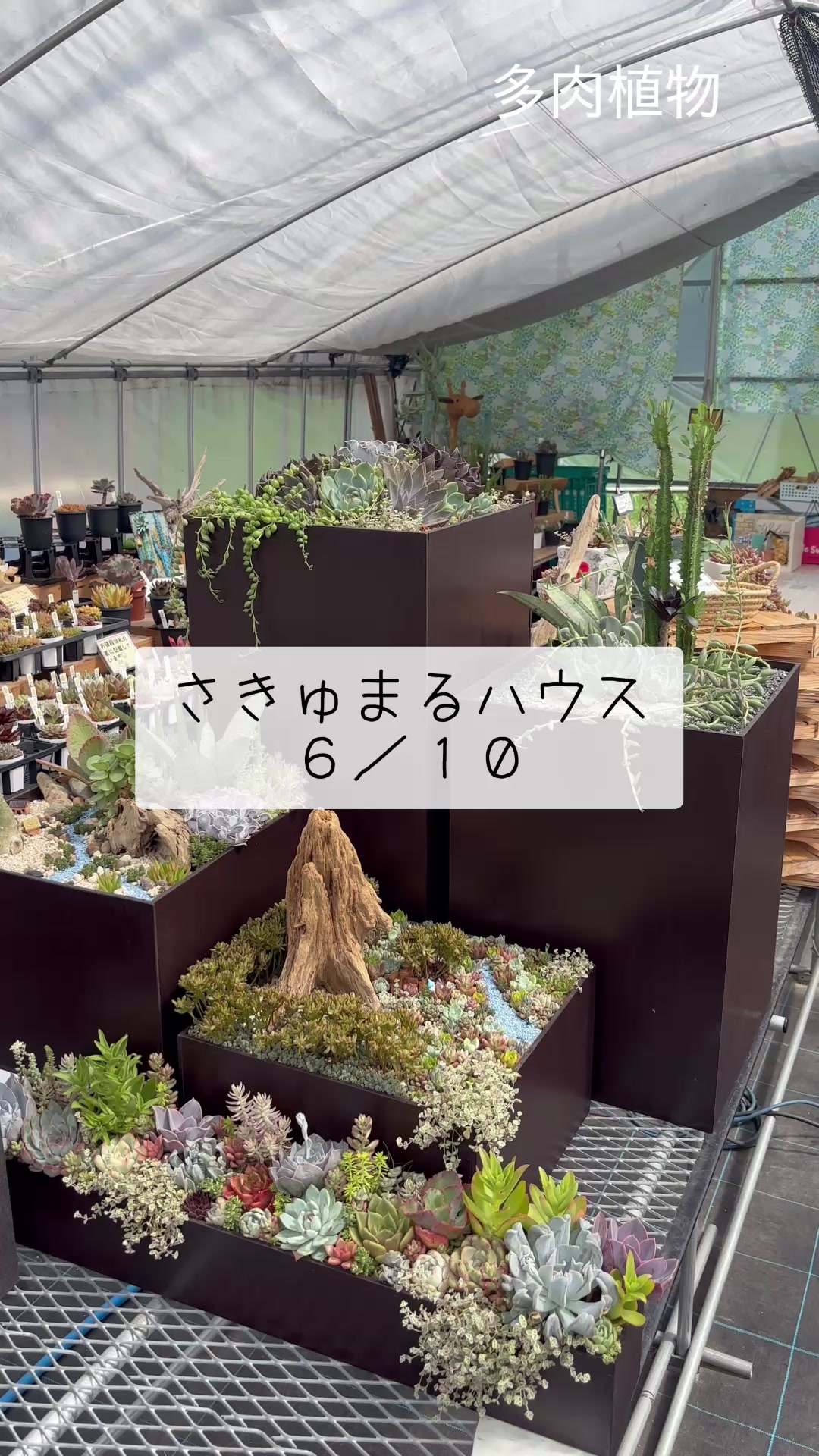 @さきゅまる~こぴとSHOP