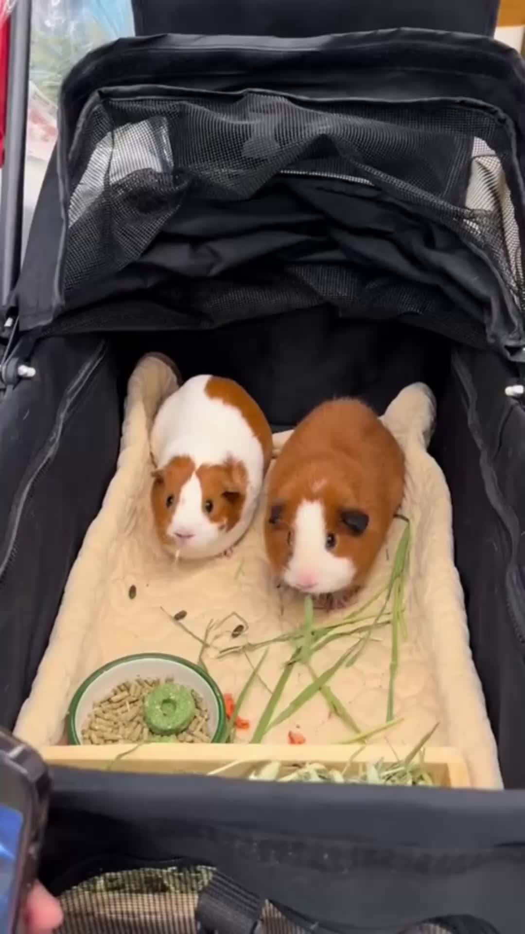 @CuteAnimal