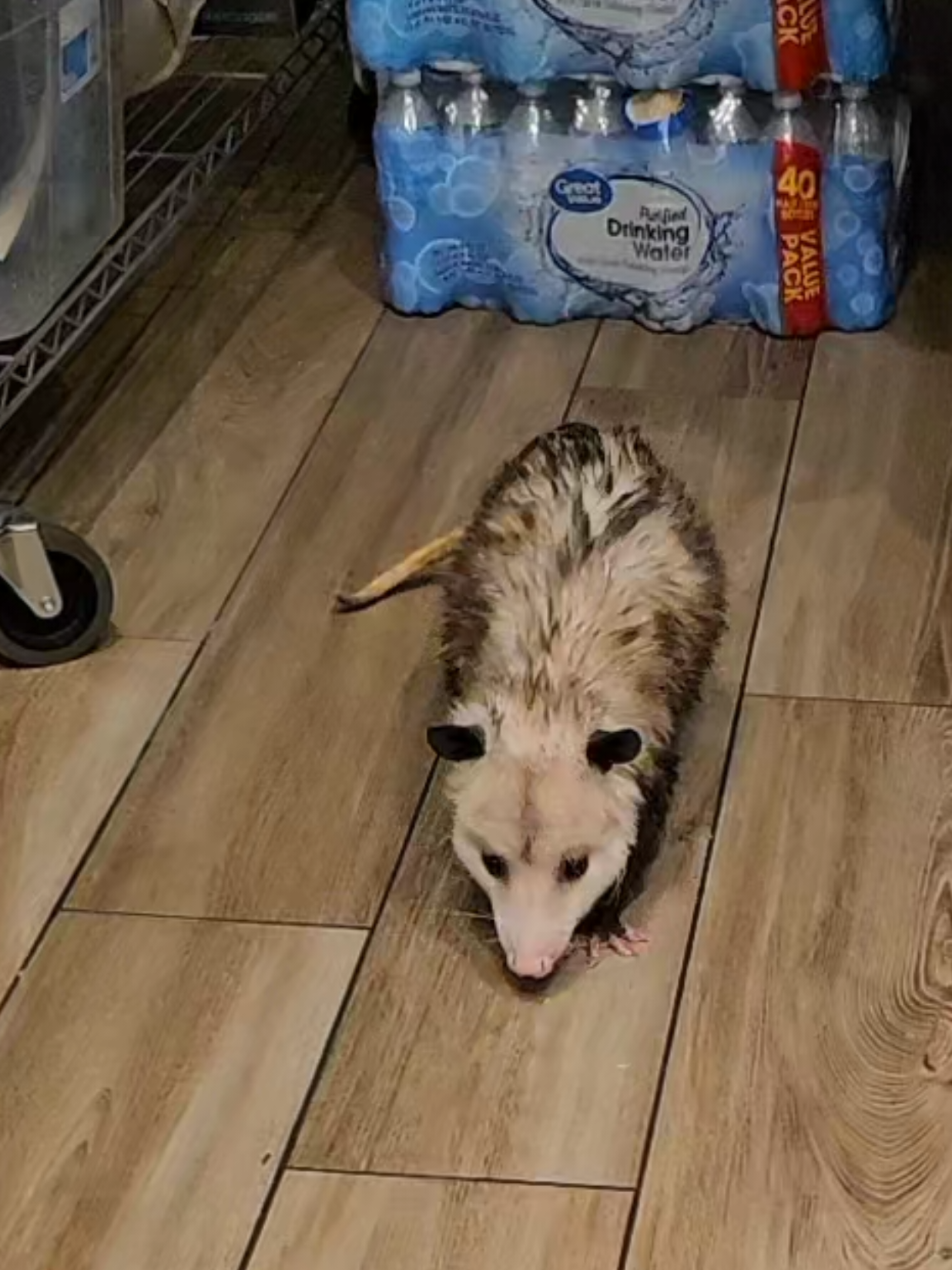 @OPOSSUMDAWGMOM