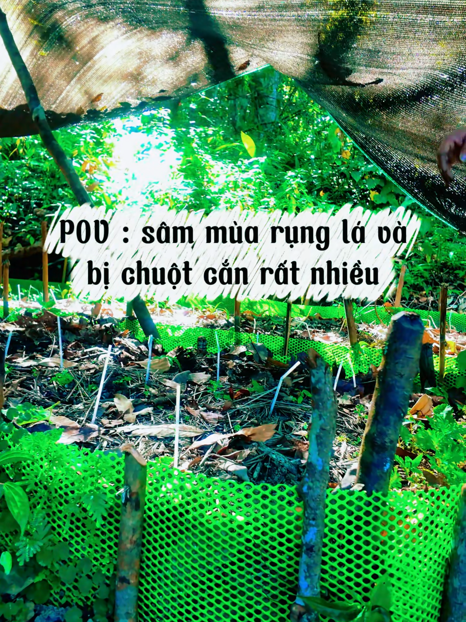 @Gi&oacute; Kon Tum