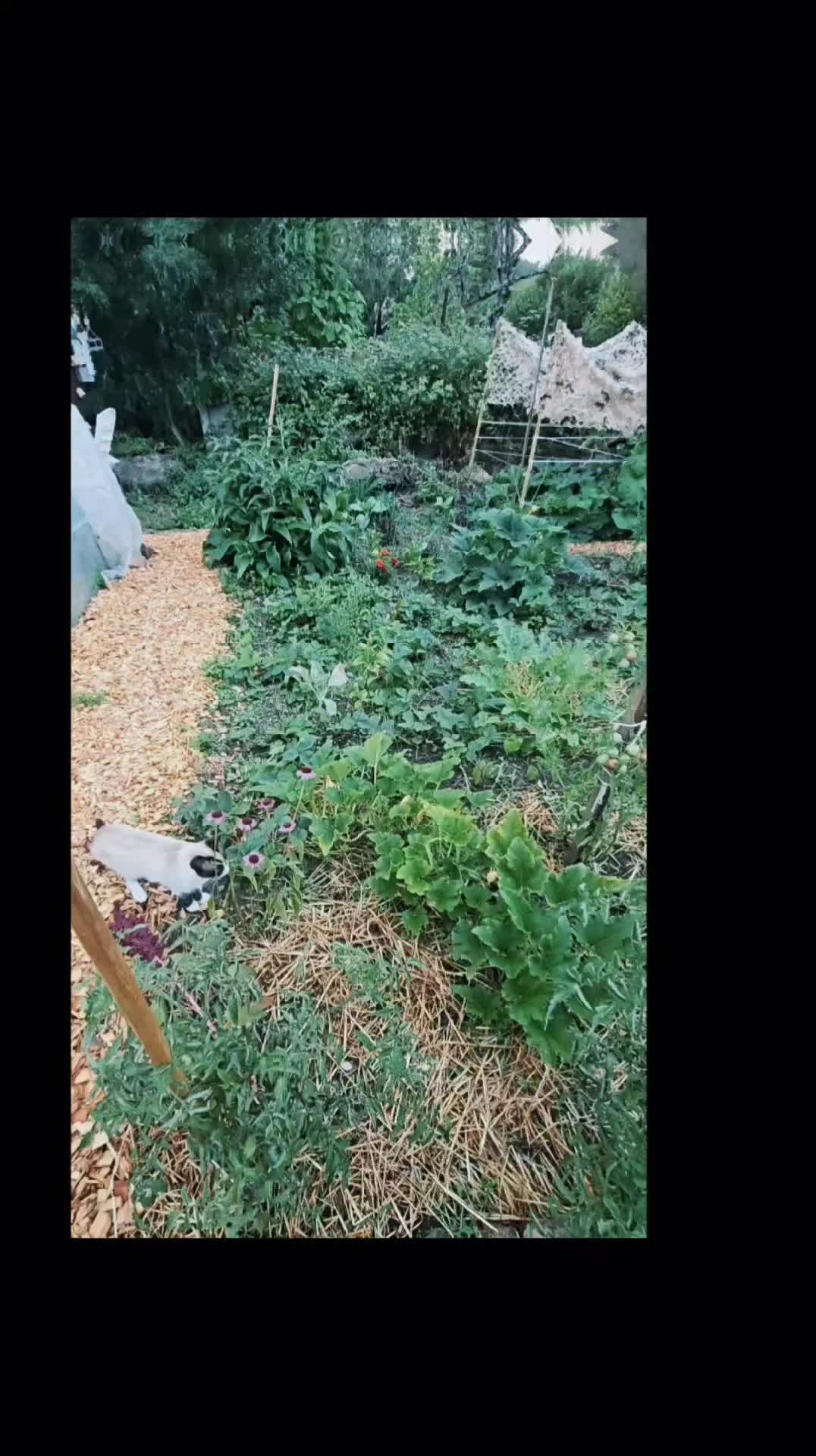 @Miloune au jardin