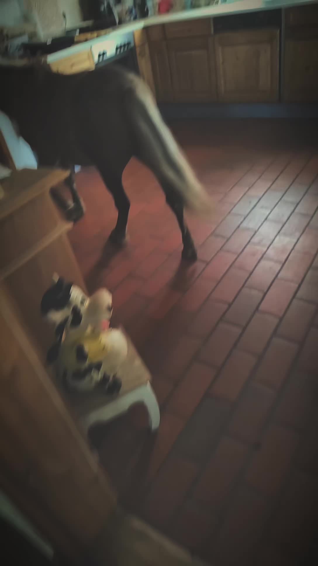 @𝕾𝖙𝖊𝖕𝖍🦨