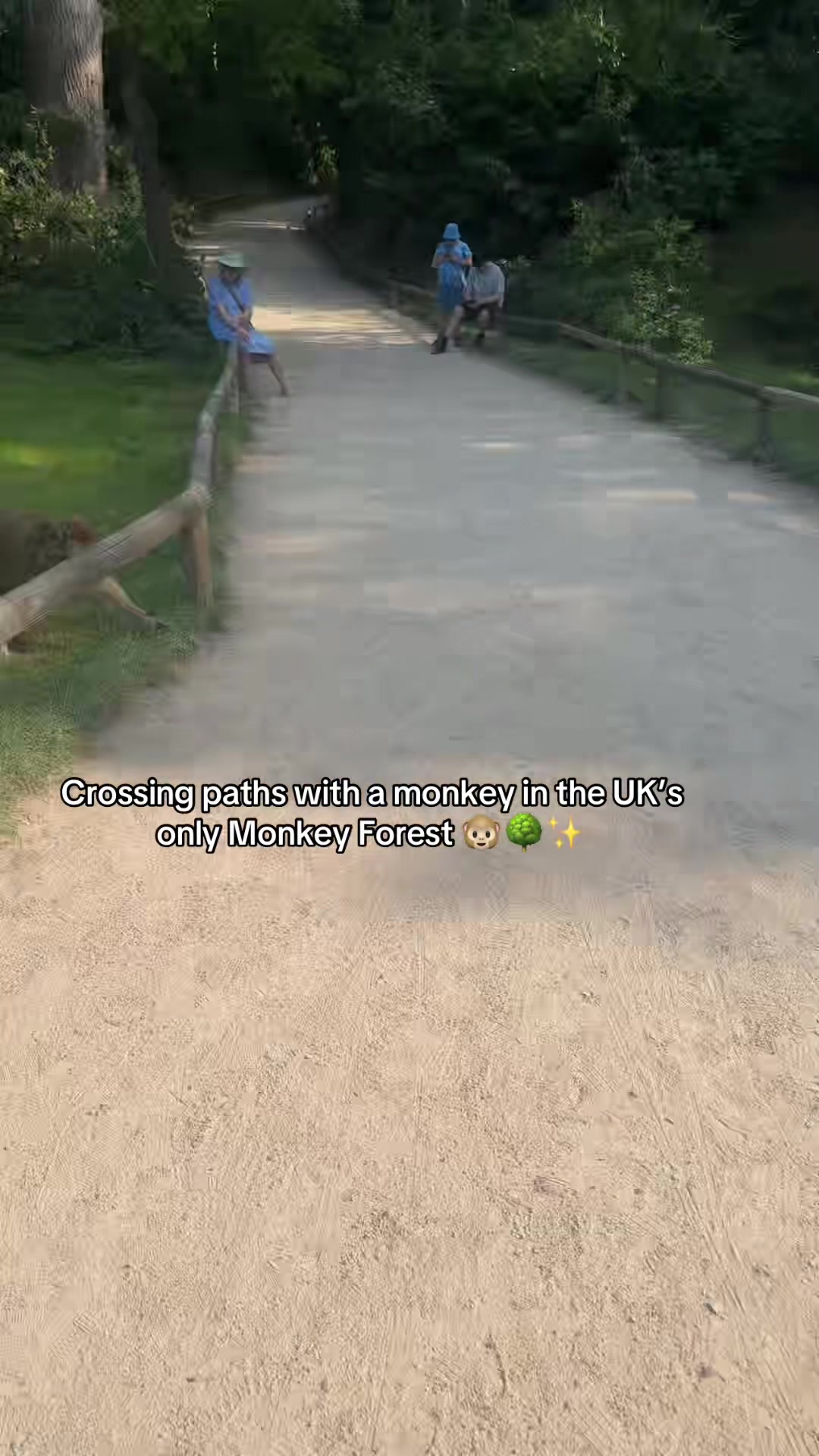@Monkey Forest