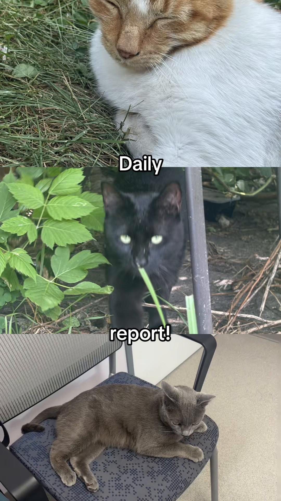 @Shaull Family Rescue