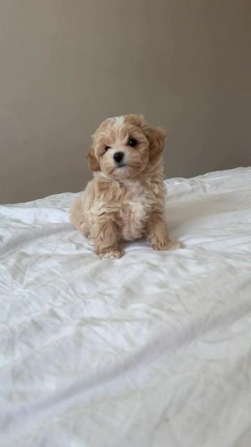 @Maltipoo Puppy Place