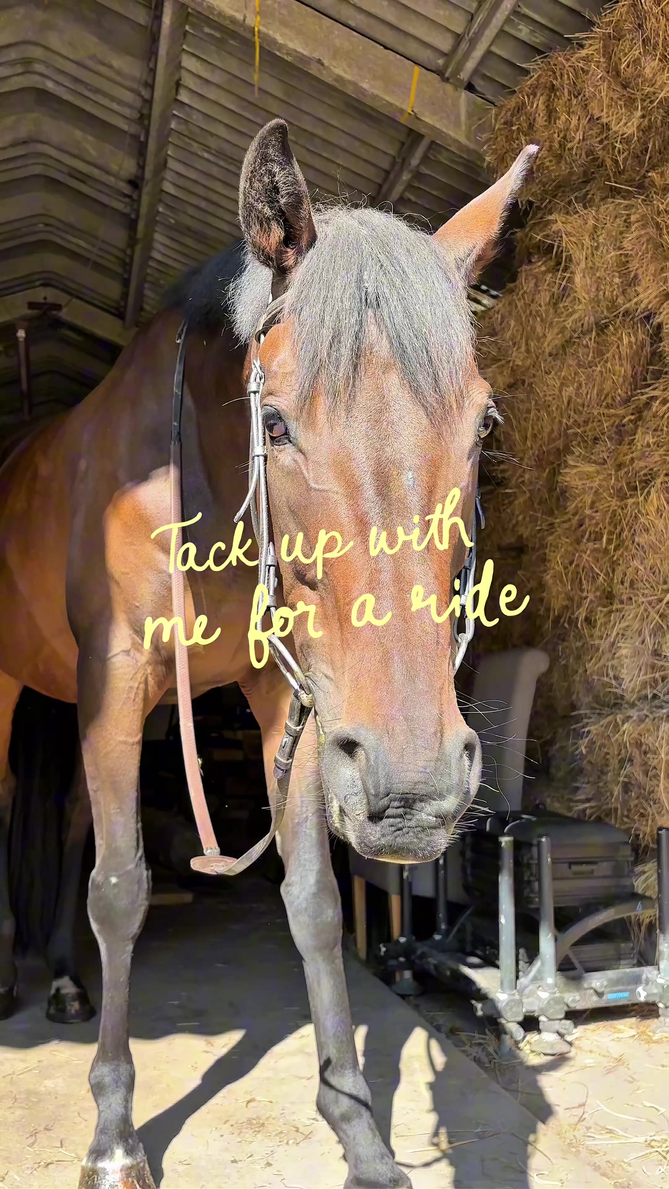 @BlackHeartEquestrian
