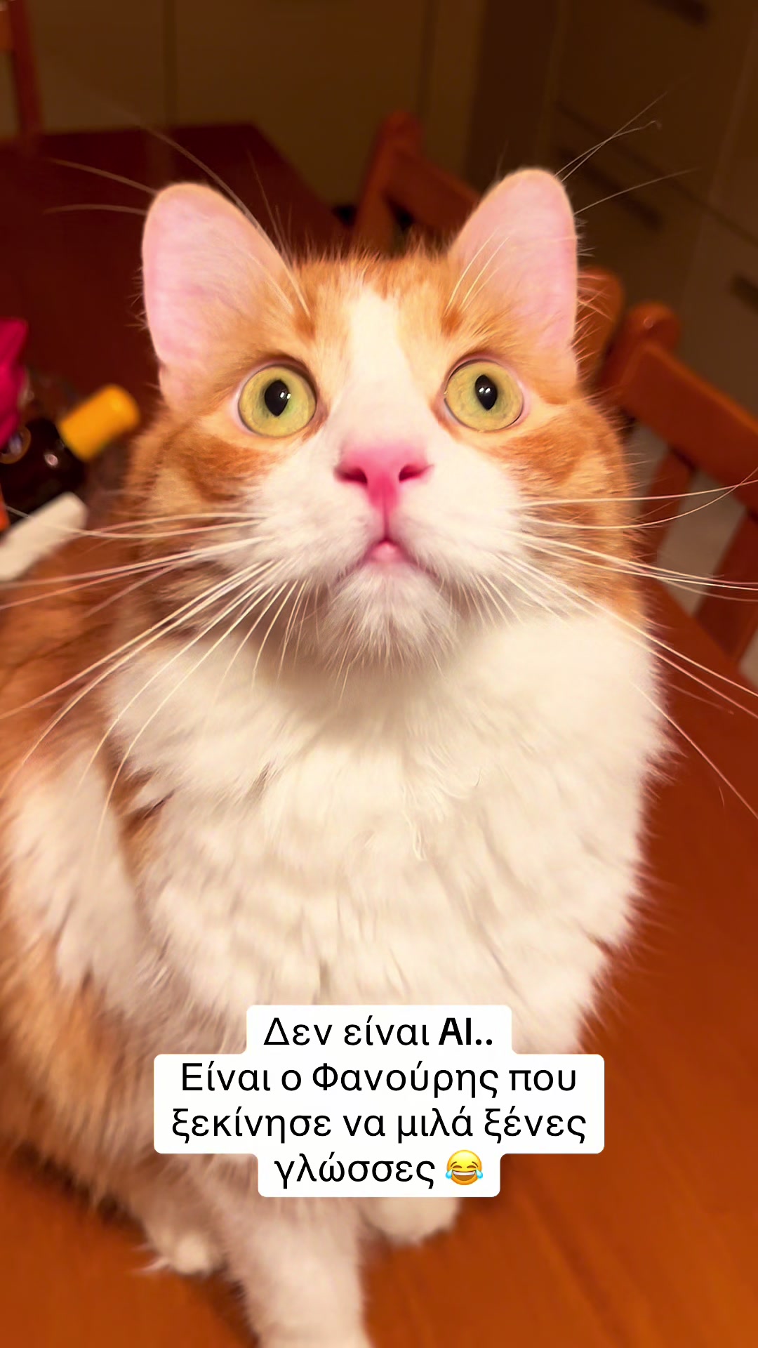 @Φανούρης ❤️🐈
