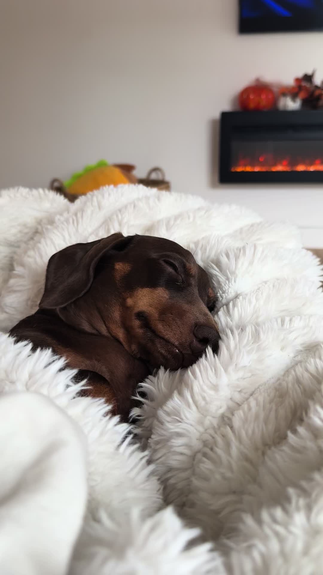 @sausagedogsisters