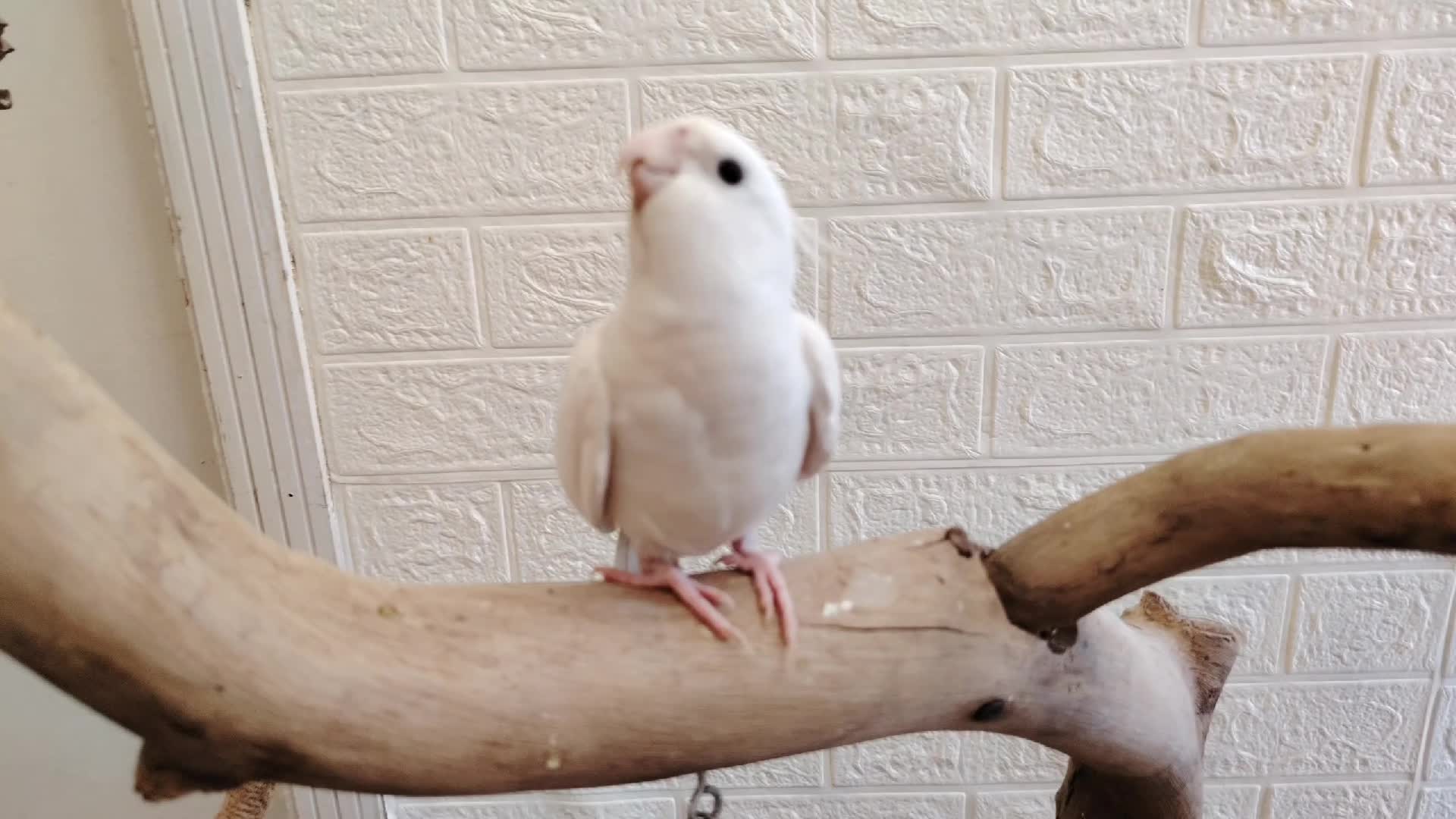 @Cockatiels Craze