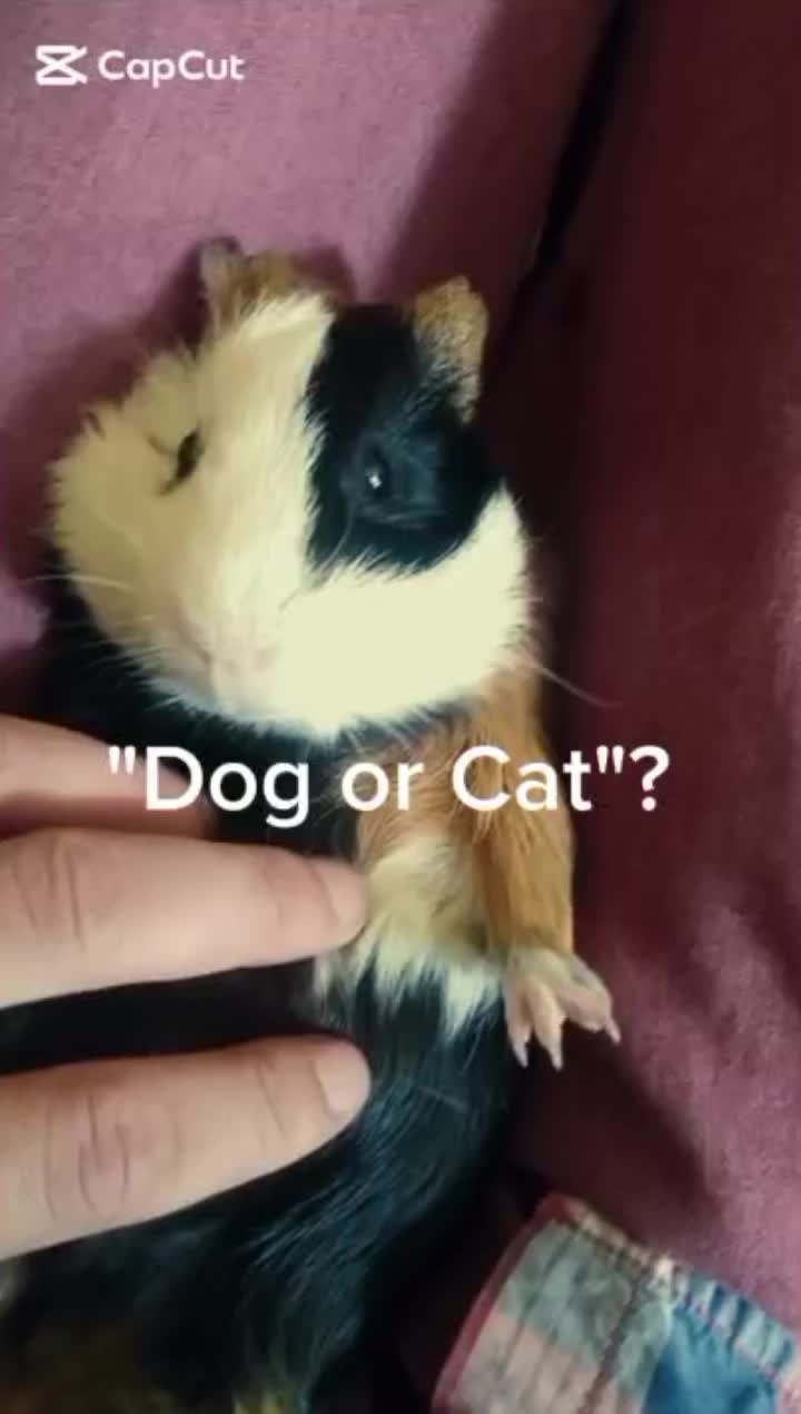 @𝐒𝐚𝐥𝐯𝐚𝐭𝐨𝐫𝐞