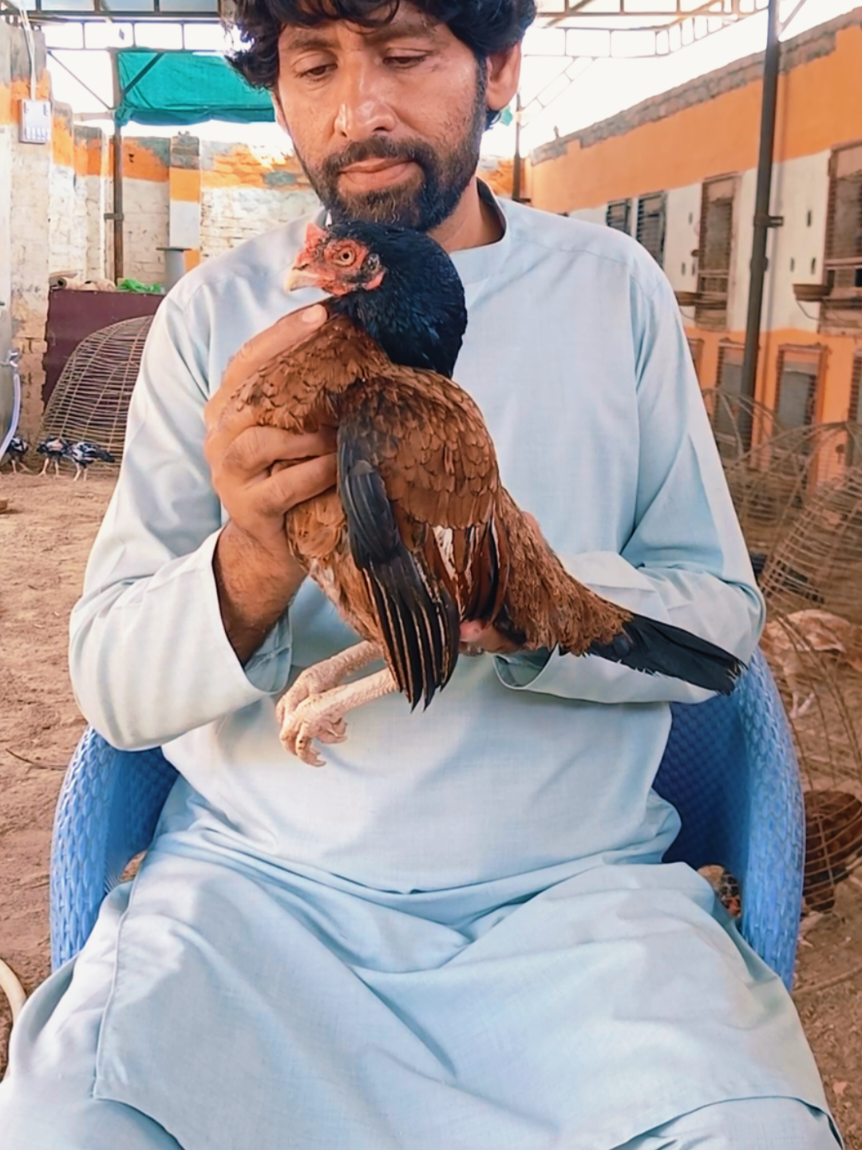 @Sajjad Aseel Farm