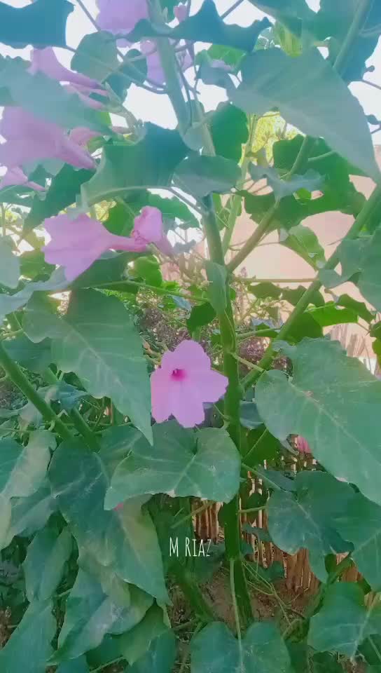 @M.Riaz. Dahar
