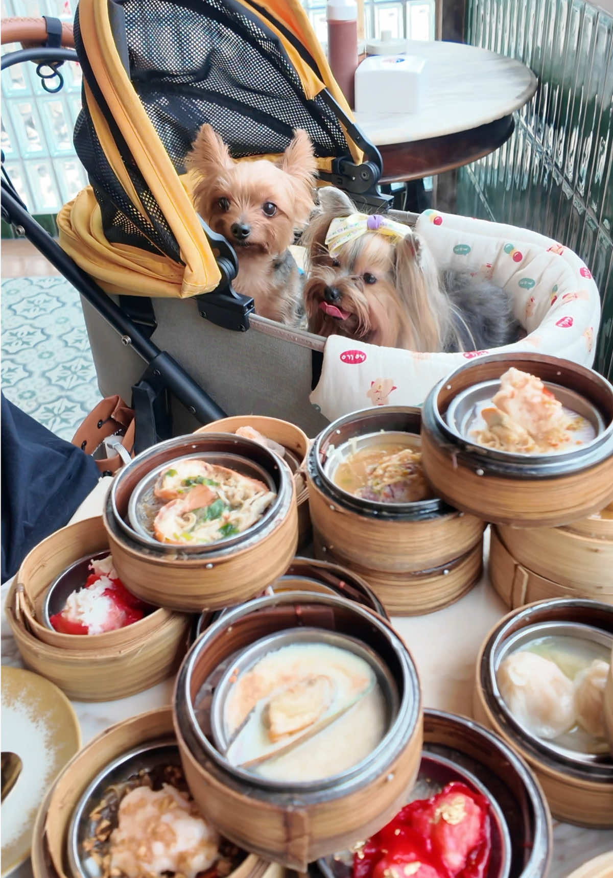 @พี่ขุงขิง & น้องโคโค่ 🐶💕
