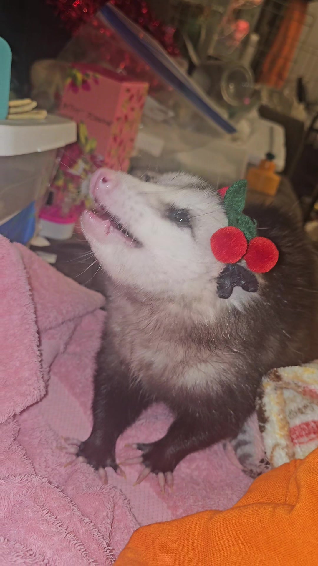 @OPOSSUM/DOG MOMMA Dea