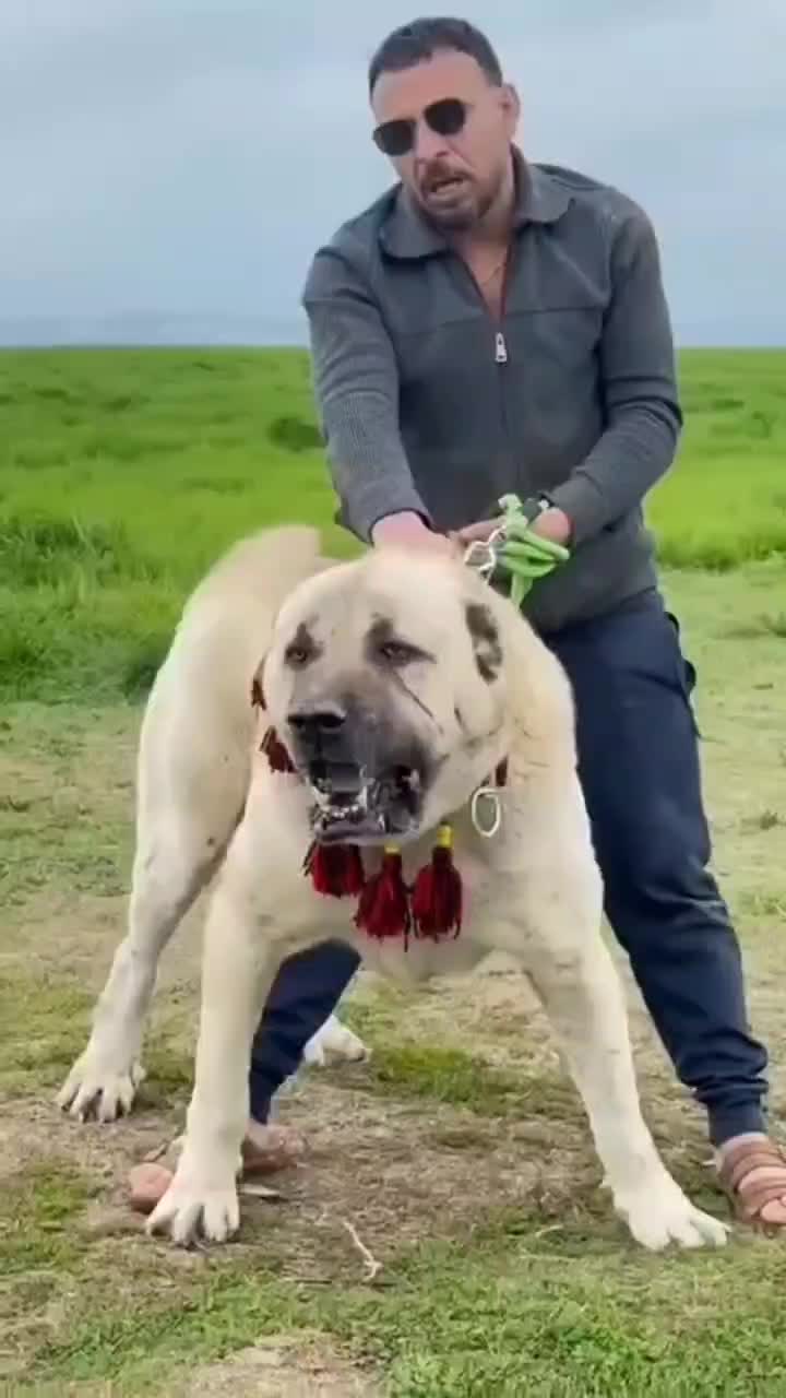 @animolfacts