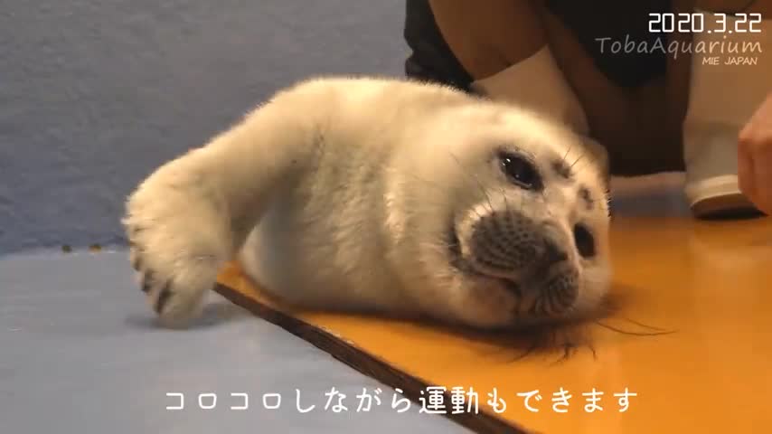 @Ray 🦭 :3