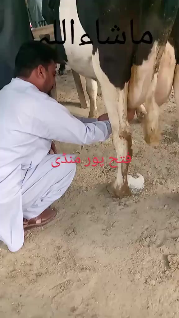 @mazhar Iqbal layyah wal