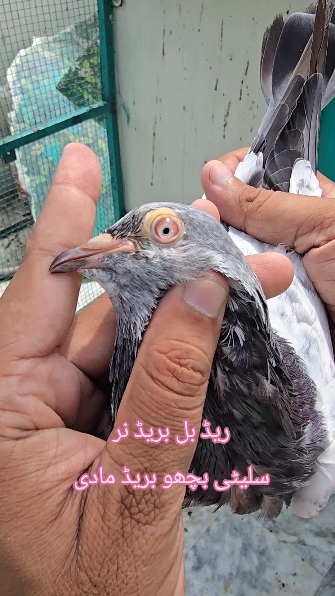 @Malik Mohkam khokhar