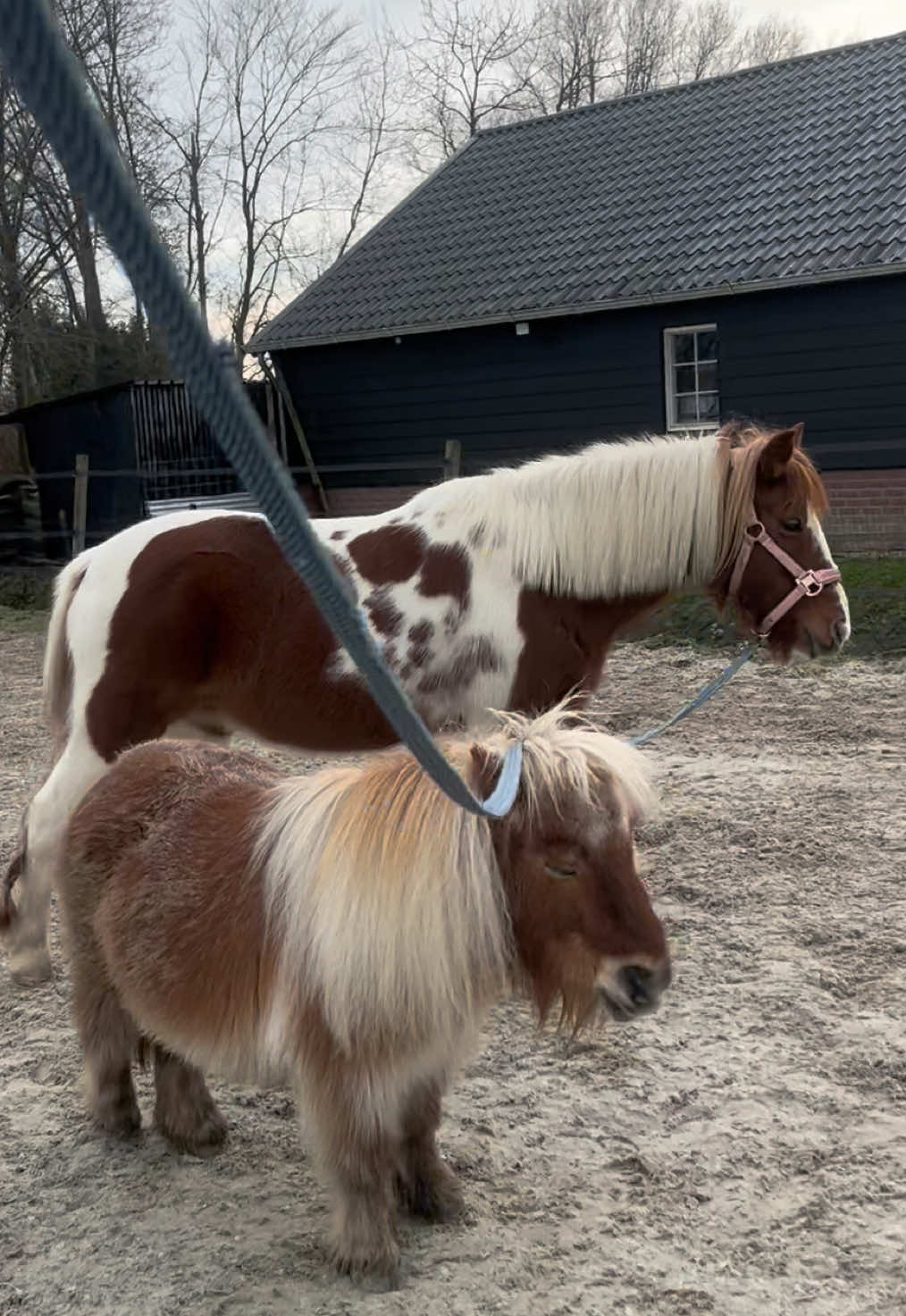 @idh_horses