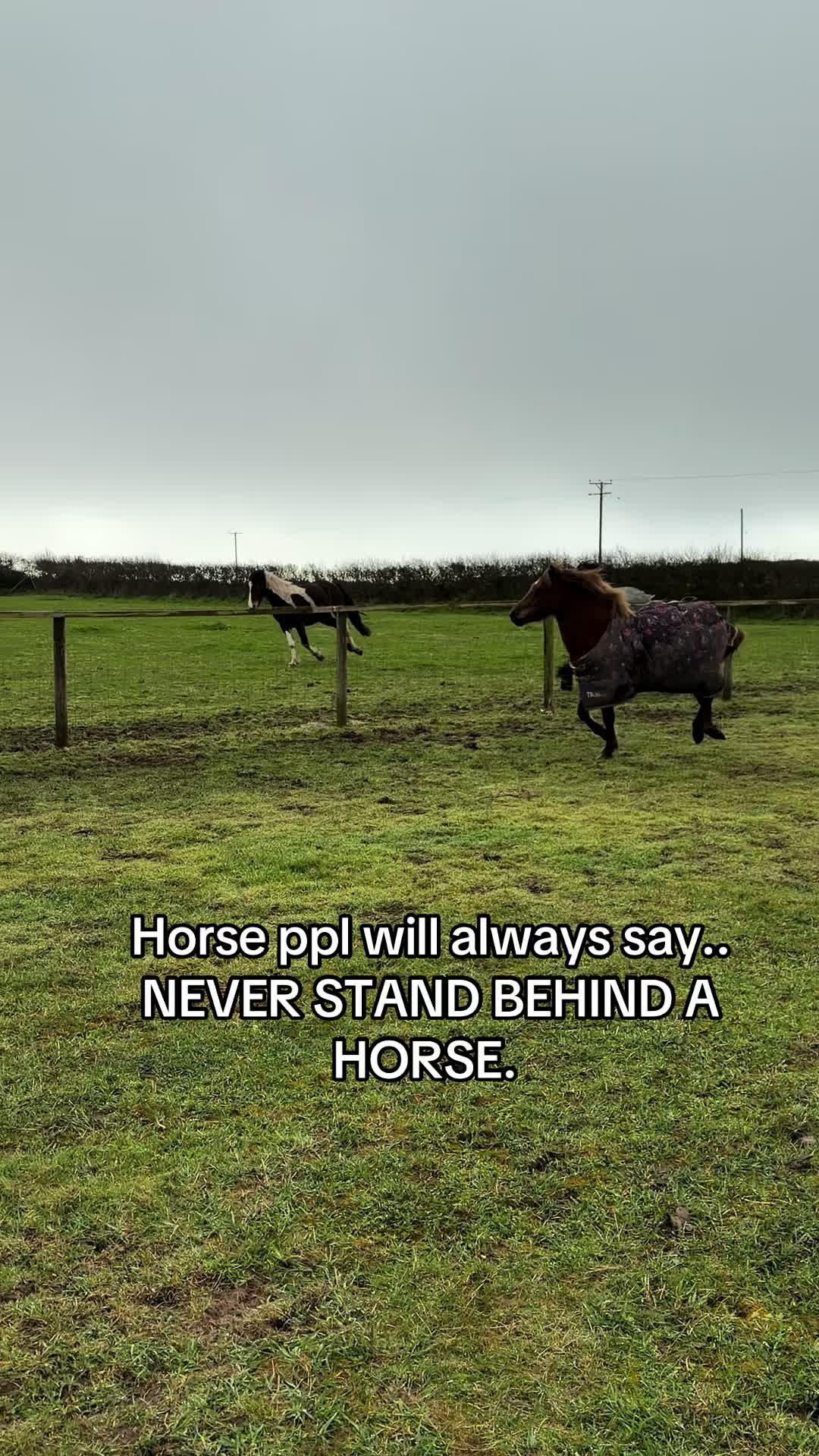 @horsetiktoc
