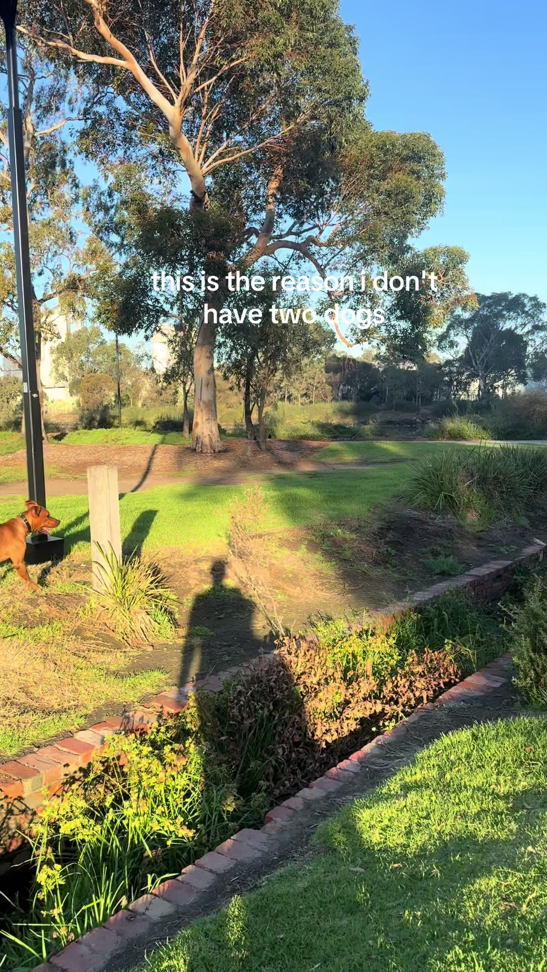 @roverfromthearea
