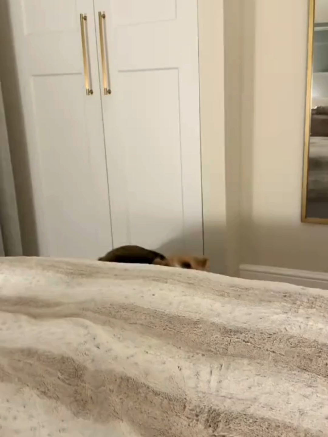 @WoofWoofTV